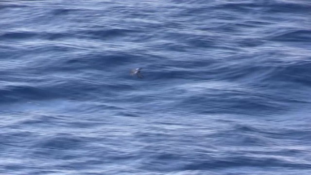 Weißbauch-Sturmschwalbe [grallaria-Gruppe] - ML200819661