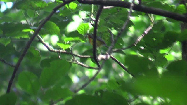 Yellow-bellied Wattle-eye (Central African) - ML200819811