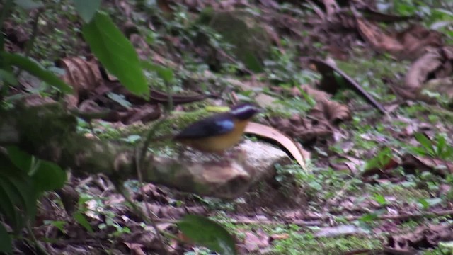 Blue-shouldered Robin-Chat - ML200819841