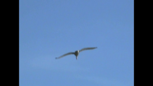 Кудрявый пеликан - ML200820041