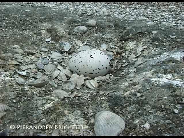 Lesser Crested Tern - ML200821261