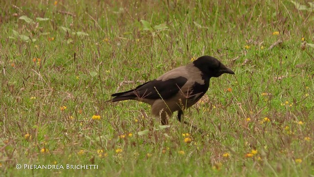Hooded Crow (Hooded) - ML200822061