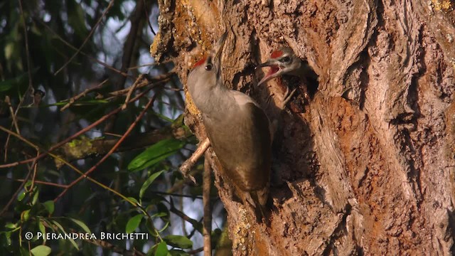 Gray-headed Woodpecker (Gray-headed) - ML200822411