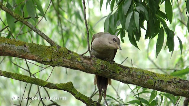 Gray-headed Woodpecker (Gray-headed) - ML200822431