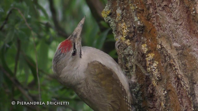 Gray-headed Woodpecker (Gray-headed) - ML200822461