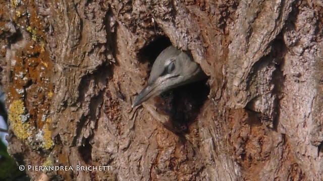 Gray-headed Woodpecker (Gray-headed) - ML200822471