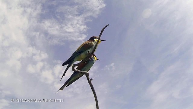 European Bee-eater - ML200822501