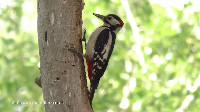 Great Spotted Woodpecker (Great Spotted) - ML200822871