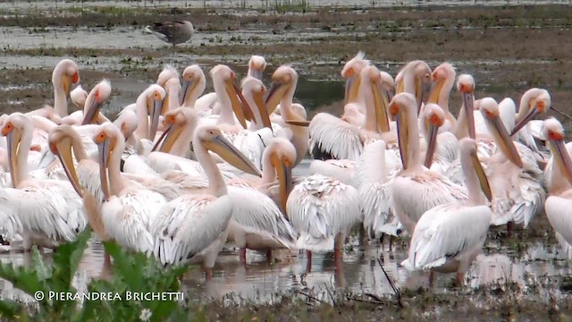 pelikán bílý - ML200823031