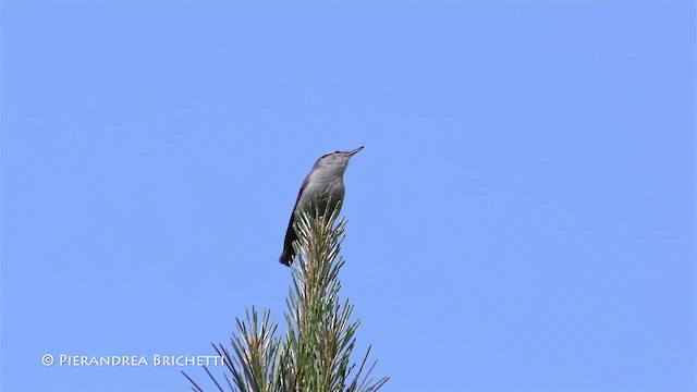 Corsican Nuthatch - ML200823141