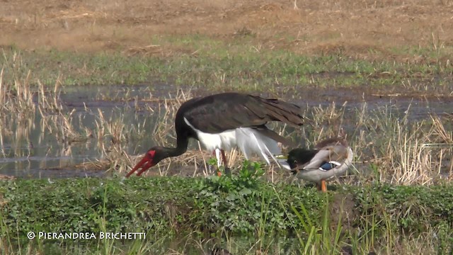Black Stork - ML200823421