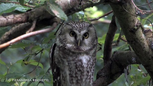 Boreal Owl (Tengmalm's) - ML200823581