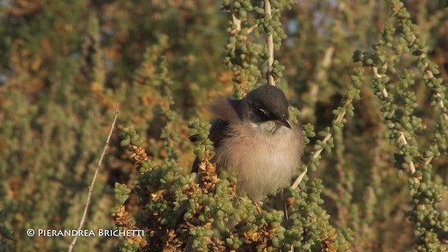 Spectacled Warbler - ML200823671