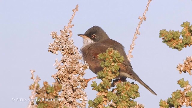 Spectacled Warbler - ML200823681