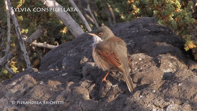 Spectacled Warbler - ML200823691