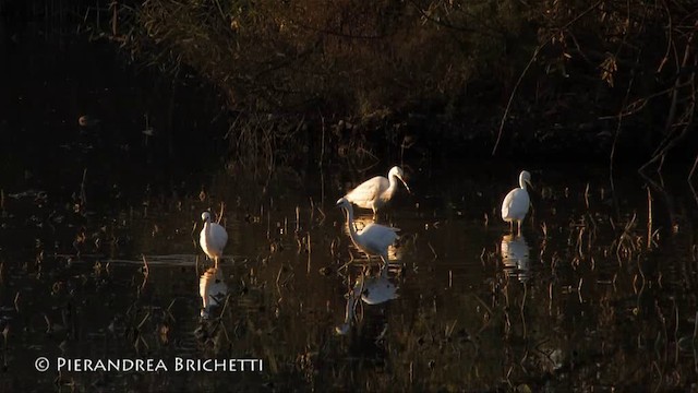 Little Egret (Western) - ML200824101