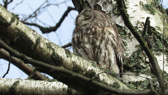 Tawny Owl - ML200825161