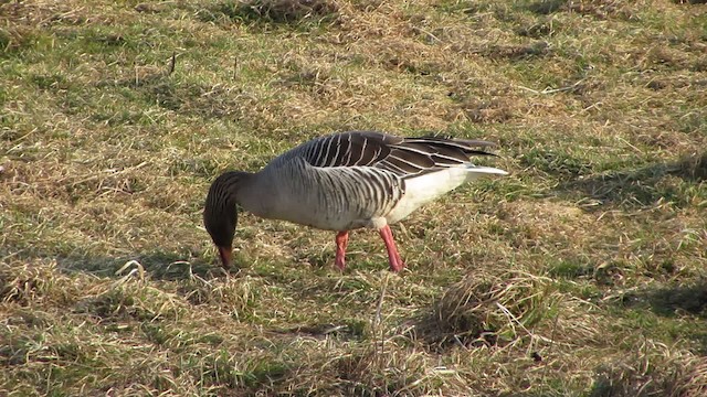 Graylag Goose (European) - ML200825301