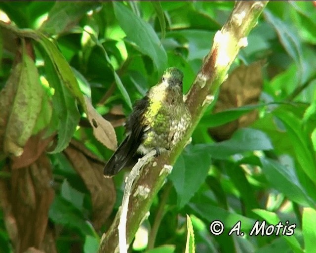 Tyrian Metaltail (Tyrian) - ML200825591