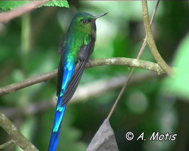 Violet-tailed Sylph - ML200825711