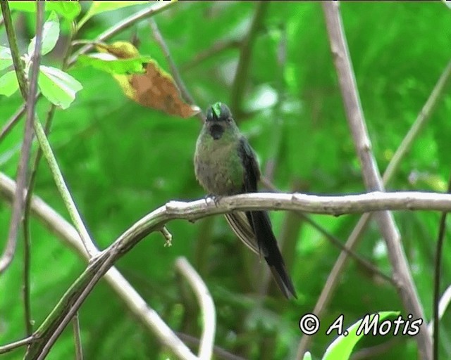 Violet-tailed Sylph - ML200825721
