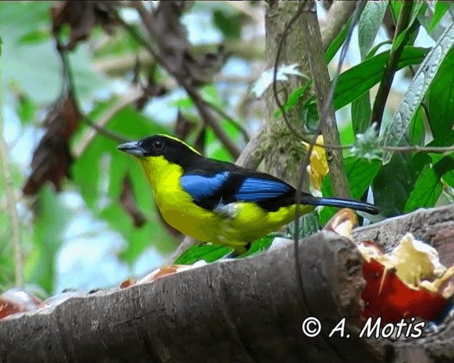 Blue-winged Mountain Tanager (Blue-winged) - ML200825781