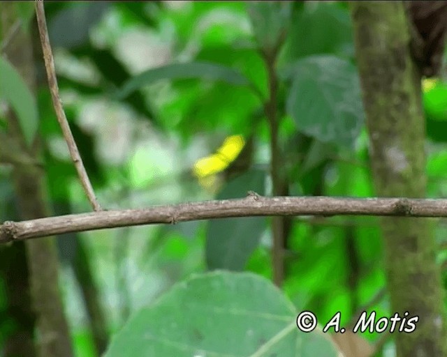 kolibřík modrouchý (ssp. cyanotus/crissalis) - ML200825991