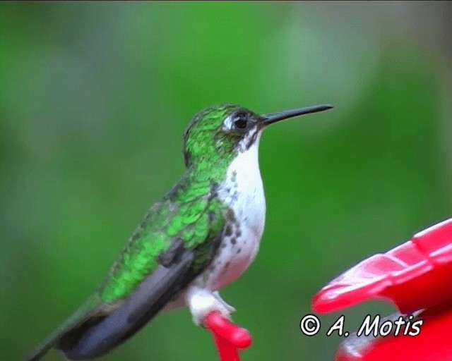 White-booted Racket-tail - ML200826051
