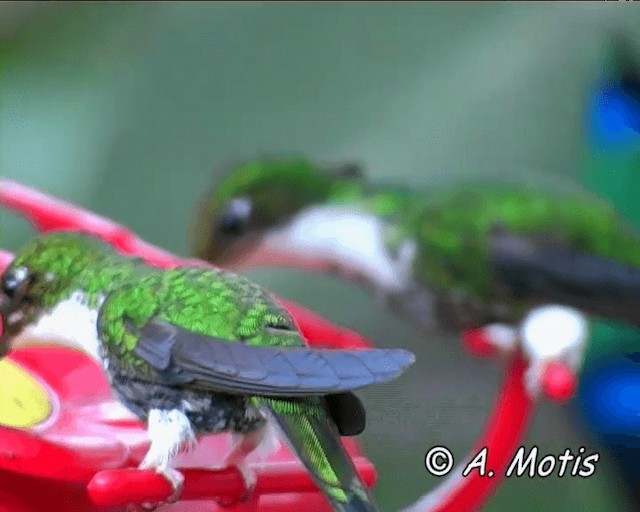 White-booted Racket-tail - ML200826061