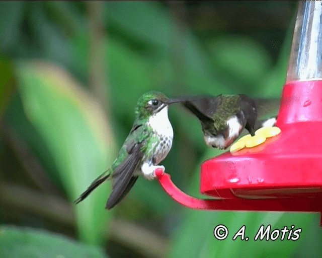 White-booted Racket-tail - ML200826071