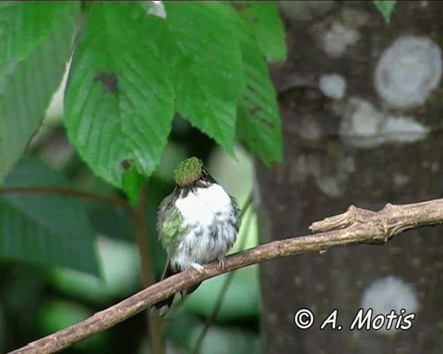 White-booted Racket-tail - ML200826081