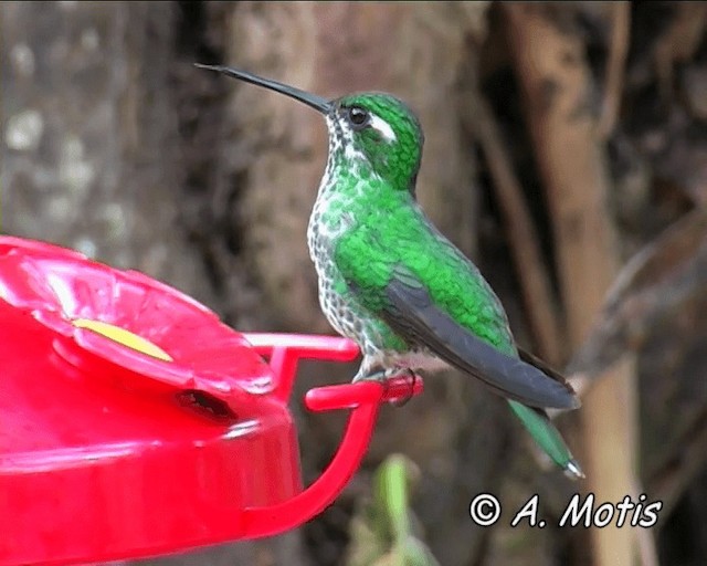 kolibřík skvrnoocasý - ML200826111