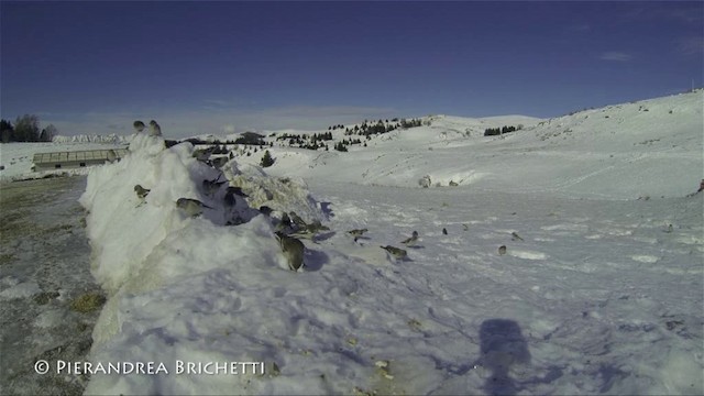 Снежный вьюрок - ML200826321