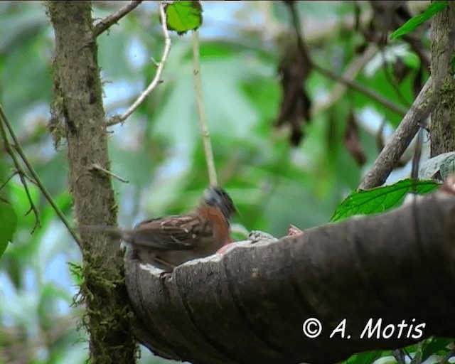 Rufous-collared Sparrow (Rufous-collared) - ML200826661
