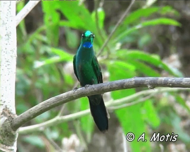 Green-crowned Brilliant - ML200826711