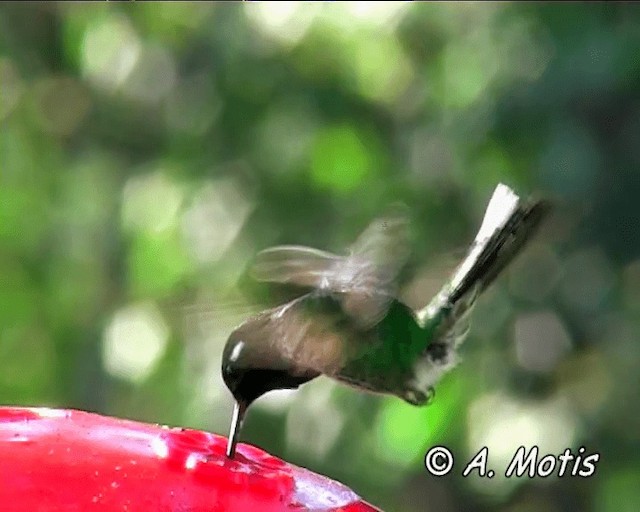 kolibřík skvrnoocasý - ML200826781