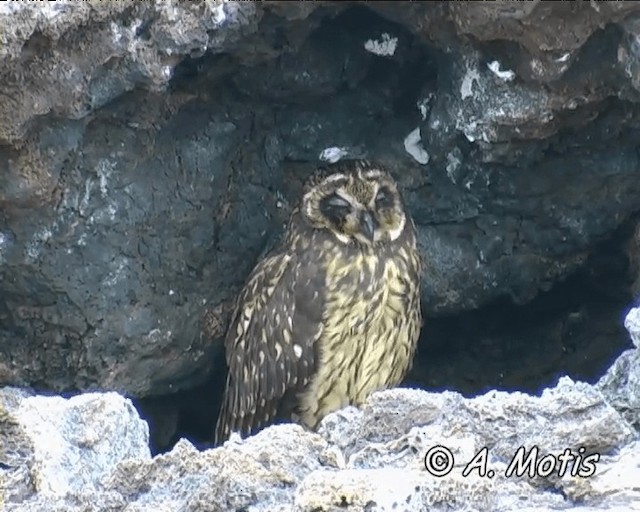 Short-eared Owl (Galapagos) - ML200826841