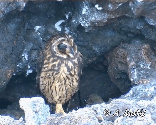 Short-eared Owl (Galapagos) - ML200826851