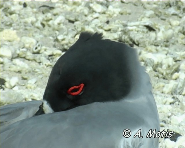 Swallow-tailed Gull - ML200826901