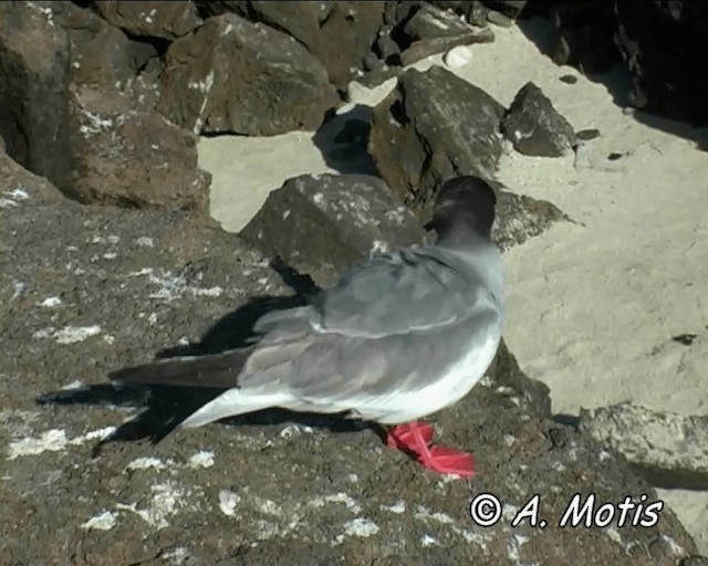 Swallow-tailed Gull - ML200826931