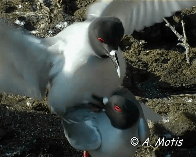 Swallow-tailed Gull - ML200826941