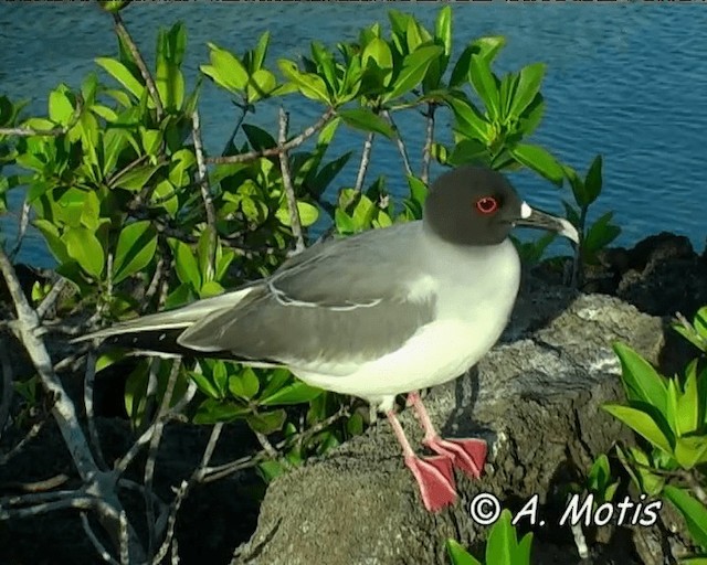 Swallow-tailed Gull - ML200826951
