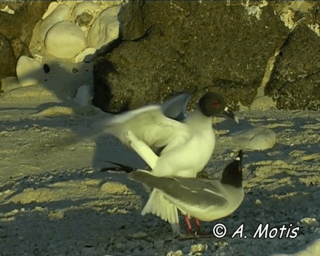 Swallow-tailed Gull - ML200826961
