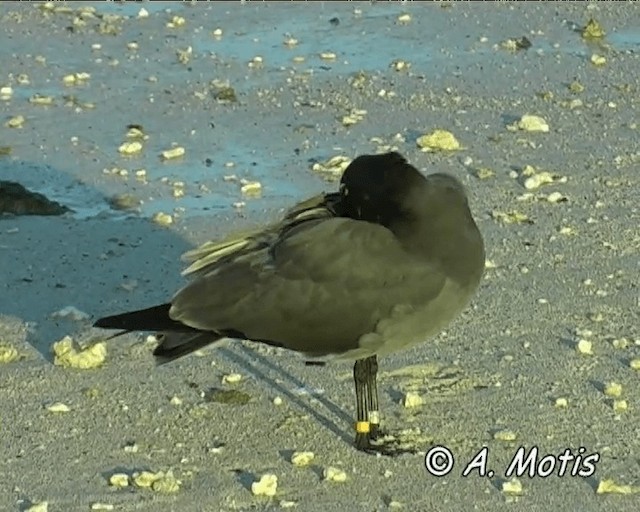 Mouette obscure - ML200827151