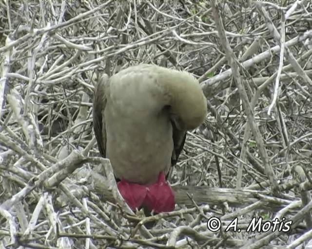 Red-footed Booby (Eastern Pacific) - ML200827581