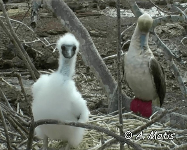 Red-footed Booby (Eastern Pacific) - ML200827601