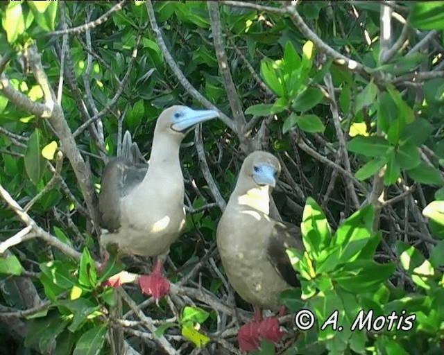 Red-footed Booby (Eastern Pacific) - ML200827661