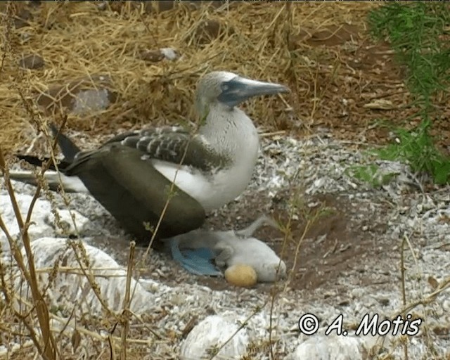 Blue-footed Booby - ML200827841