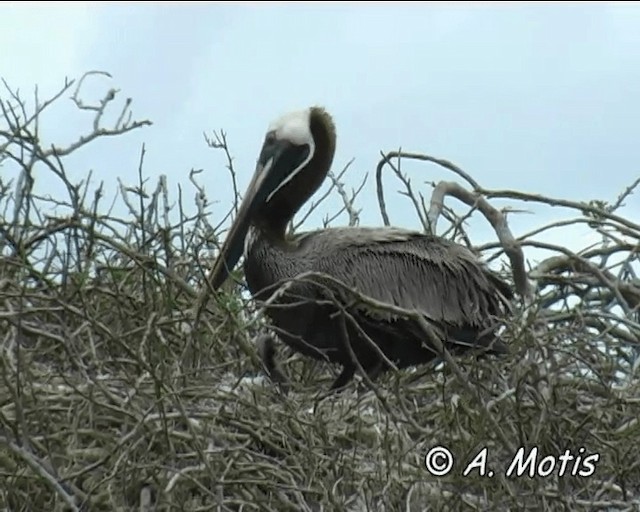Brown Pelican (Galapagos) - ML200828031