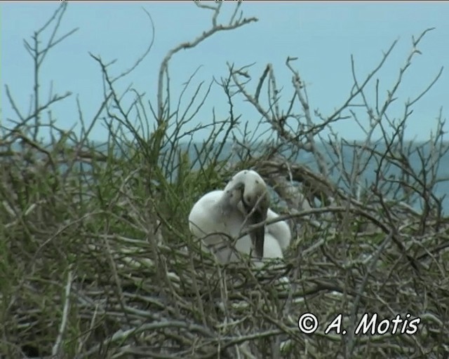 Brown Pelican (Galapagos) - ML200828041
